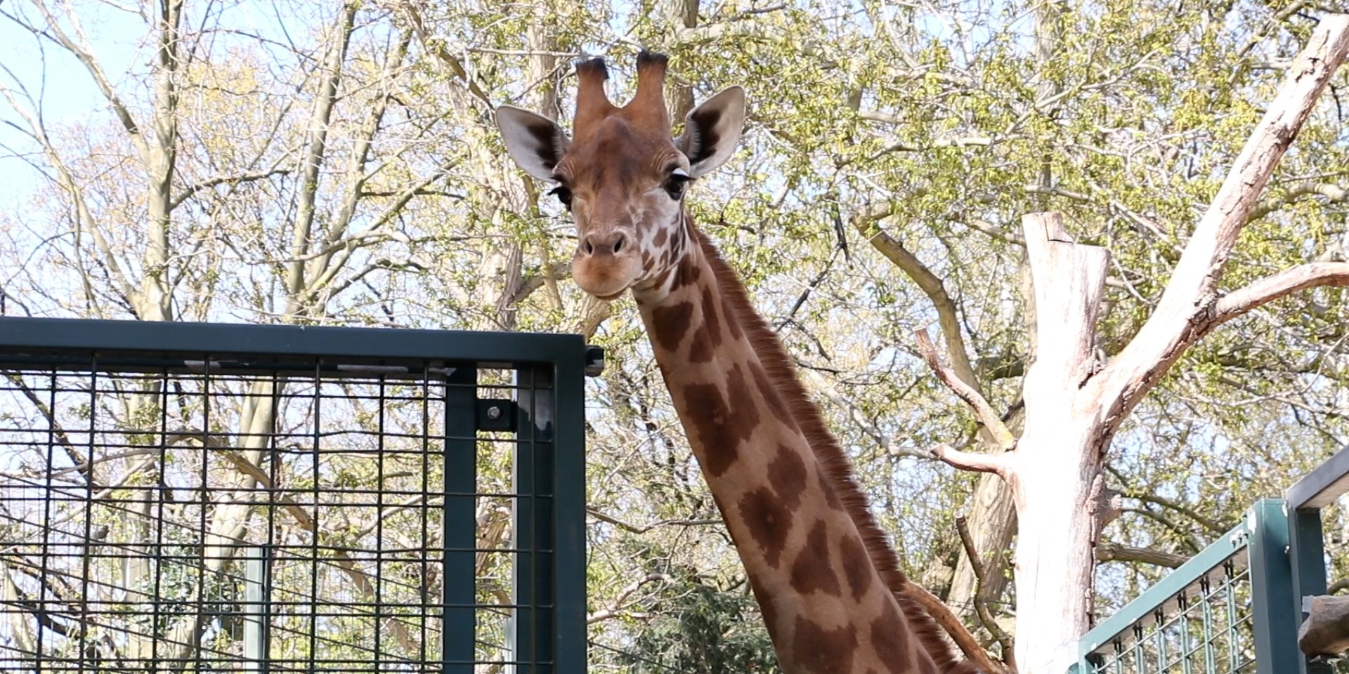 Penda ist am Montag (20.4.) aus dem Zoo Basel nach Dortmund gekommen. Die Giraffen-Kuh gesellt sich nun zu Zikomo und zu Maoli, die ebenfalls recht neu im Zoo ist.