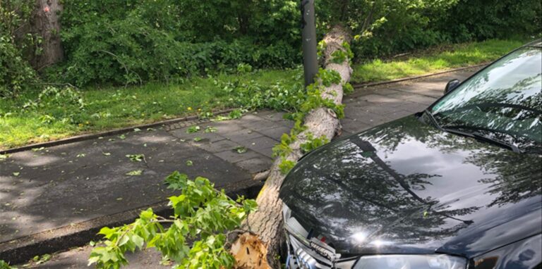 Eine Autofahrerin ist am Dienstagnachmittag (4.5.) auf der Straße Im Spähenfelde in der nördlichen Innenstadt gegen einen umgestürzten Baum geprallt. Der Baum hatte dem Sturmtief Eugen nicht standgehalten.