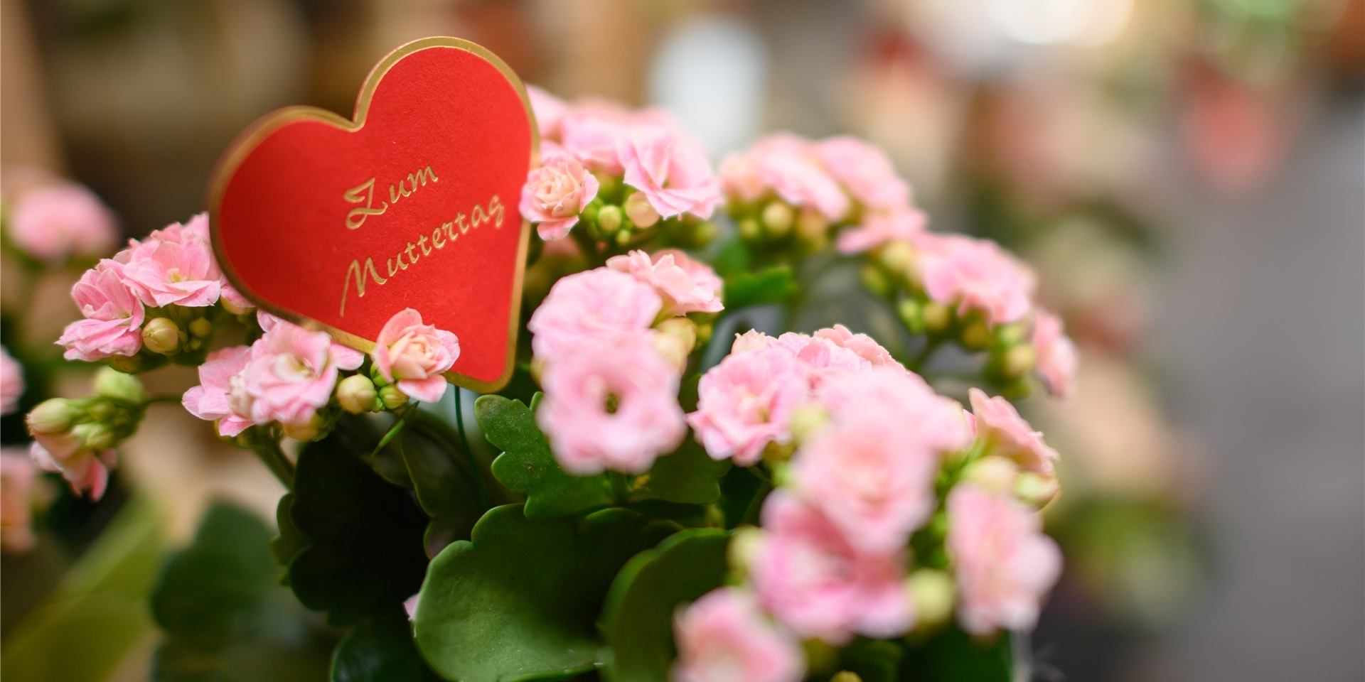 Zum Muttertag werden gerne Blumen verschenkt.