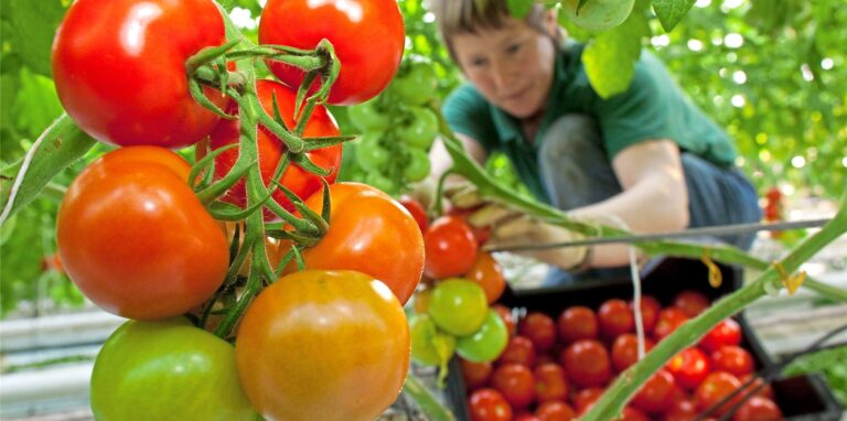 Ende 2021 sollen eigentlich die ersten Tomaten in den Gewächshäusern auf der Halde wachsen. Jetzt rechnet die Fakt AG im August 2022 mit der ersten Ernte.