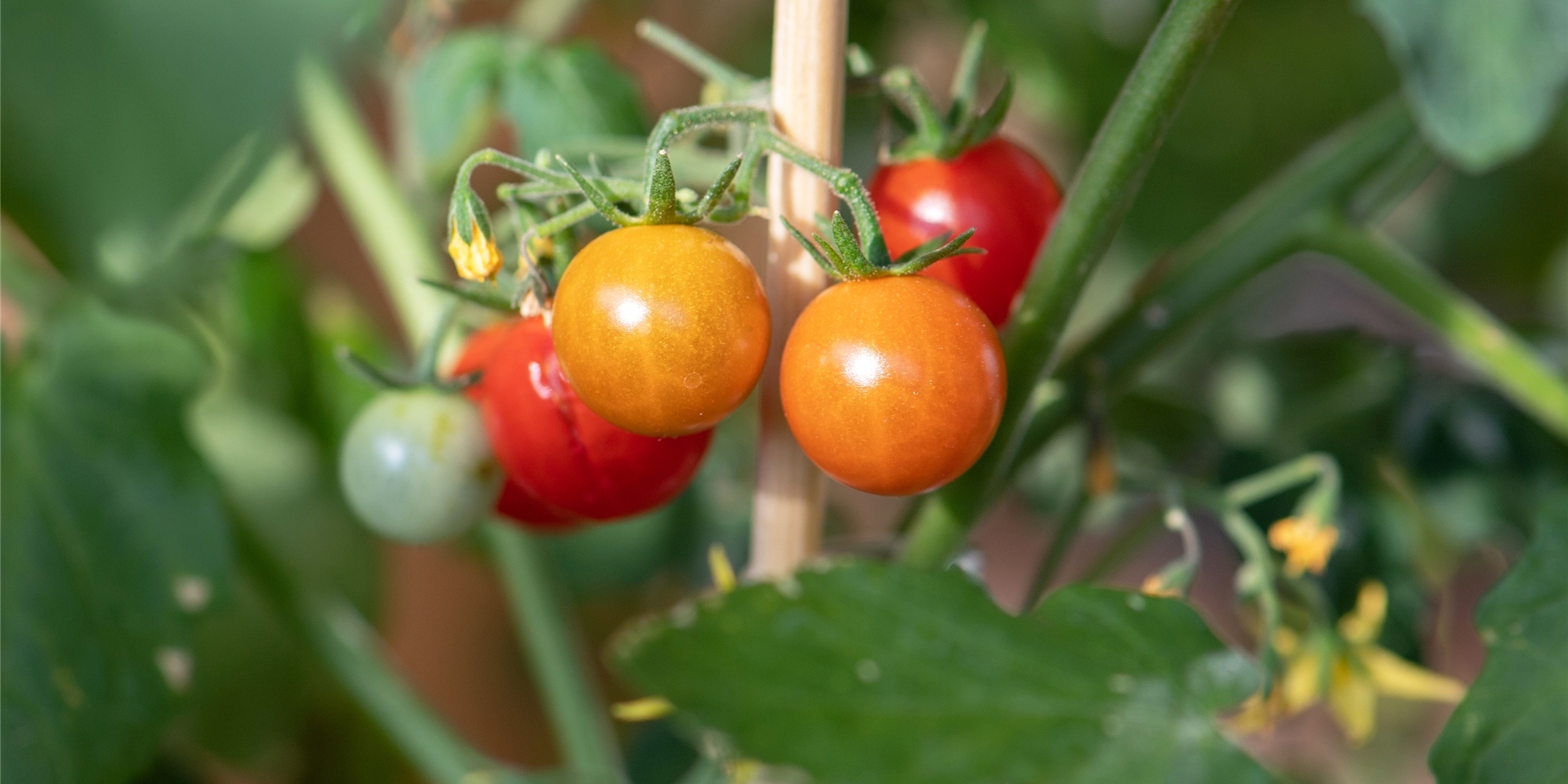 Tomaten können auch im eigenen Garten wachsen. Damit die Ernte gelingt, müssen Hobbygärtner aber ein paar Dinge beachten.
