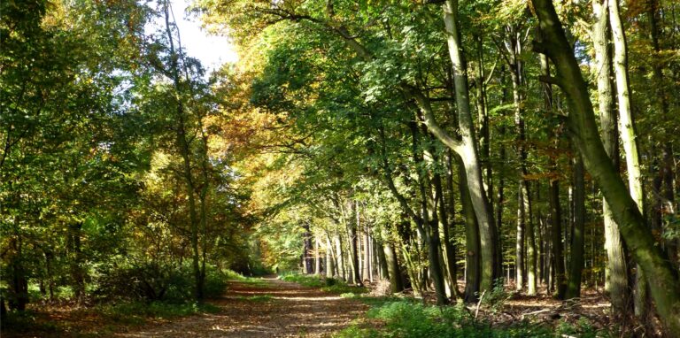 Der Westerholter Wald, im rechten Teil befindet sich heute die „Ruhestätte Natur“.