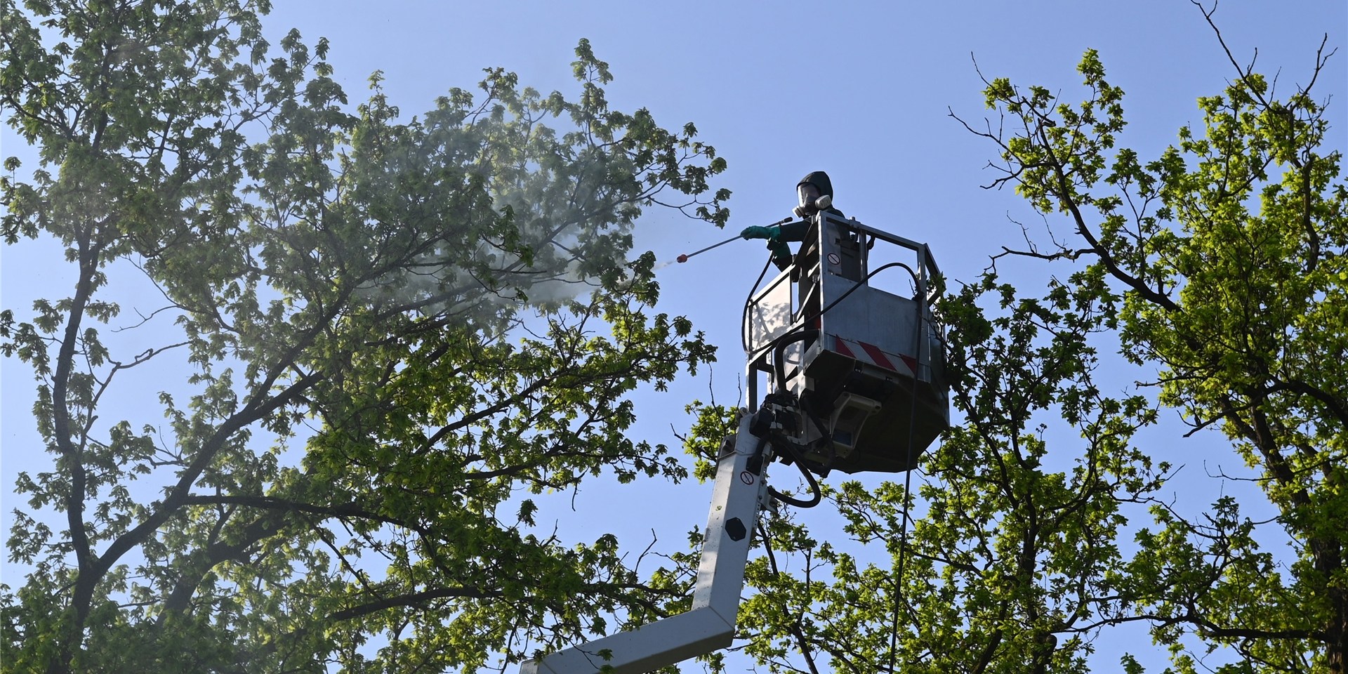 Trotz des Feiertags waren Gärtnerteams der Stadt Dorsten mit der Bekämpfung der Eichenprozessionsspinner beschäftigt.