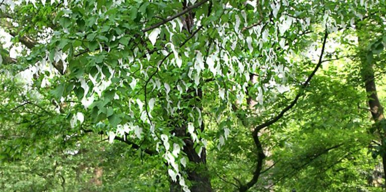 Der Taschentuchbaum bzw. Taubenbaum (Davidia involucrata) im Hertener Schlosspark, gepflanzt im Jahr 1890. Wie Taschentücher hängen die Blüten von den Ästen herab.