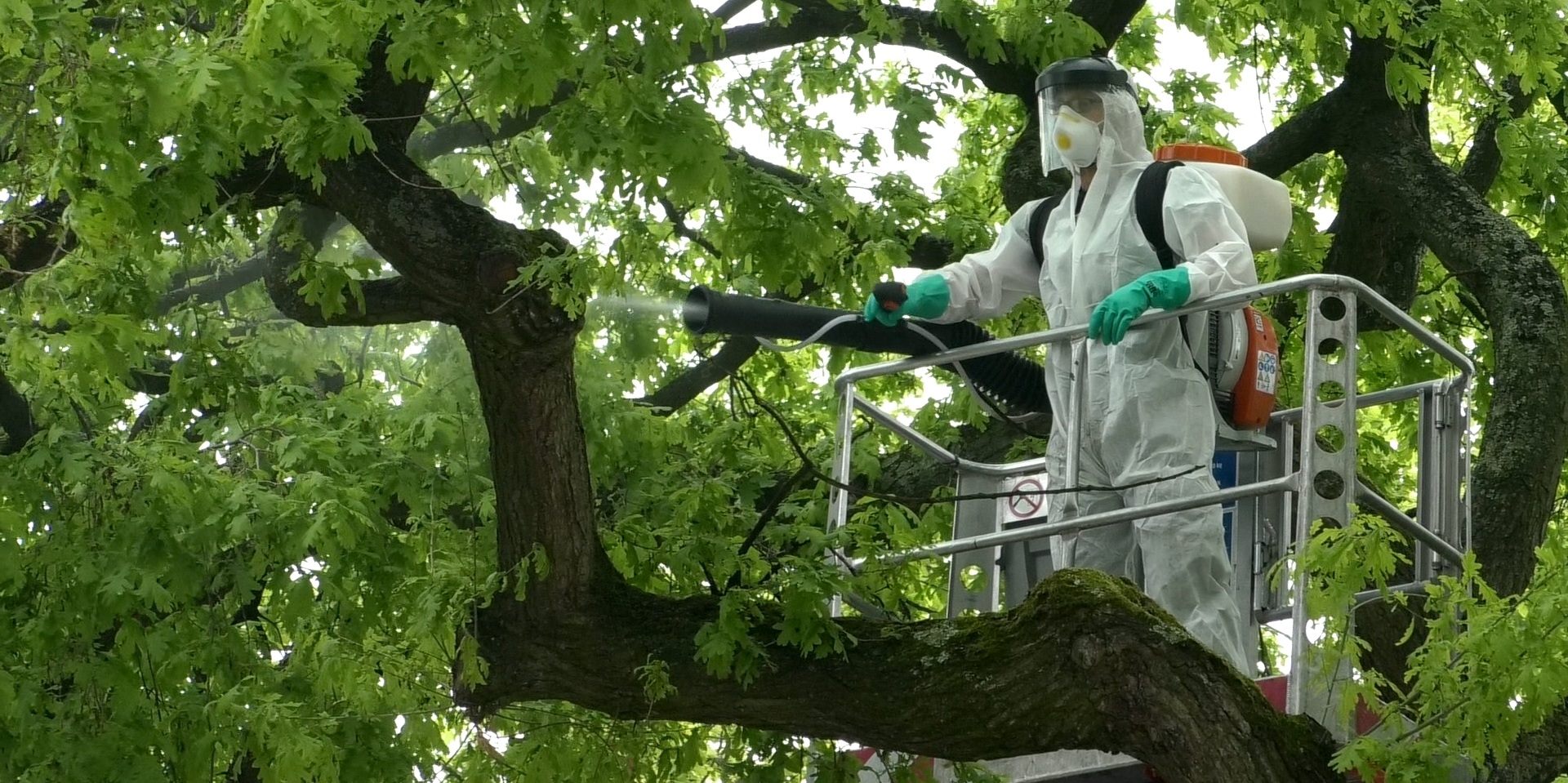 Fachkräfte im Auftrag des Zentralen Betriebshofs Marl sprühen gezielt Mangrovenextrakt in eine Baumkrone zur Bekämpfung des Eichenprozessionsspinners.
