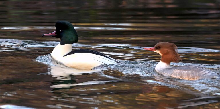 Auch seltene Tierarten wie der Gänsesäger lassen sich am Stausee beobachten.