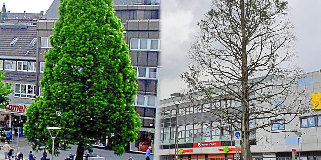 Krasser Unterschied: Der Mammutbaum in der Hertener Innenstadt im Juni 2006. Heute sind kaum noch Blätter vorhanden. Krasser Unterschied: Der Mammutbaum in der Hertener Innenstadt im Juni 2006. Heute sind kaum noch Blätter vorhanden.