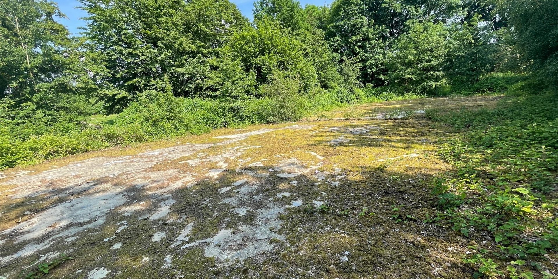 Die Stadt will aus der alten Rollschuhbahn auf dem Paschenberg eine Hundewiese machen.