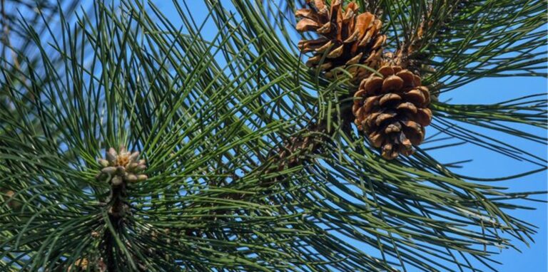 Der Bundesgerichtshof (BGH) hat in einem Nachbarschaftsstreit um einen nadelnden Baum an der Grundstücksgrenze ein Urteil gesprochen.