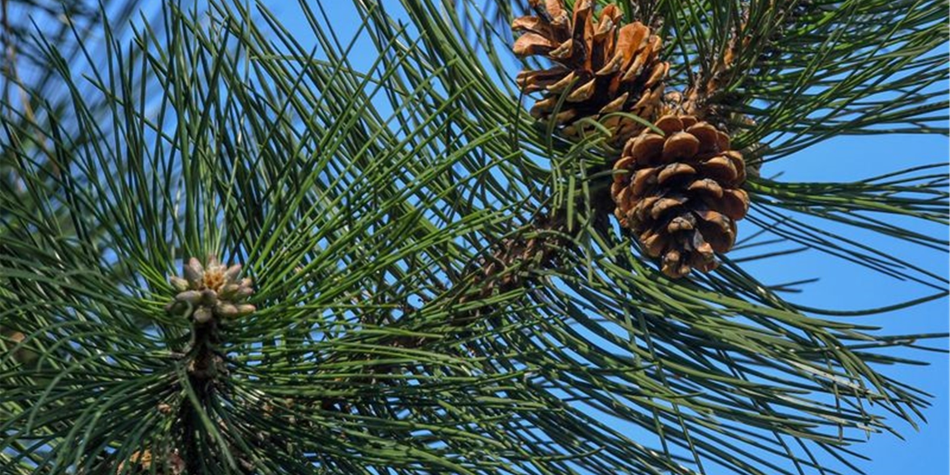 Der Bundesgerichtshof (BGH) hat in einem Nachbarschaftsstreit um einen nadelnden Baum an der Grundstücksgrenze ein Urteil gesprochen.