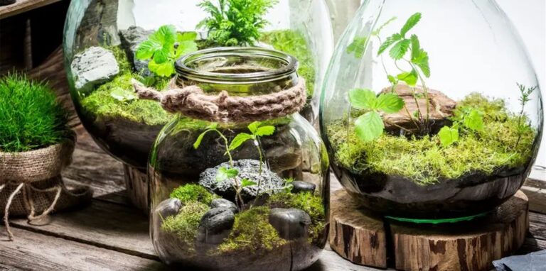 Ein Flaschengarten sieht gut aus und braucht nach dem Verschließen des Glases jahrelang keine Pflege.