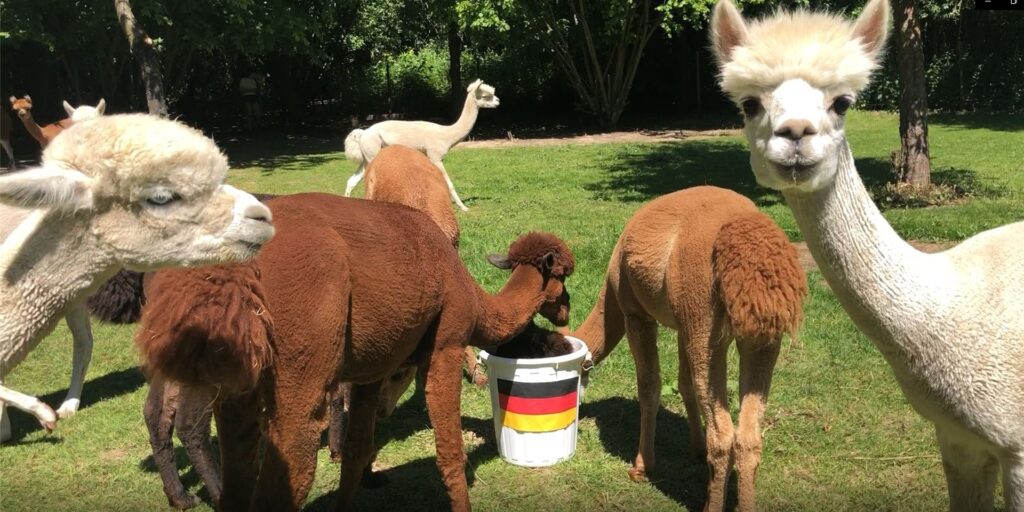 title attribut Die Alpakas von Daniels kleiner Farm sind Castrop-Rauxels EM-Orakel.