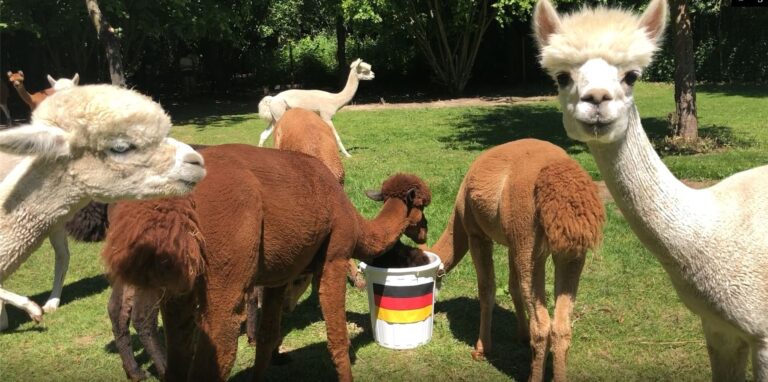 Die Alpakas von Daniels kleiner Farm sind Castrop-Rauxels EM-Orakel.