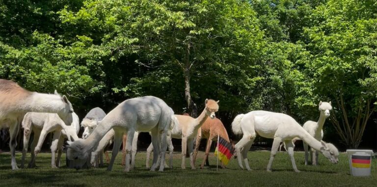 Einsam steht die deutsche Fahne auf der Wiese. Die Alpakas bedienen sich derweil anderweitig.