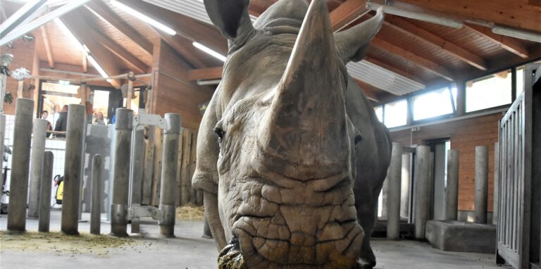 Nashörnern wie Seniorin Natala und anderen Großtieren im Dortmunder Zoo droht der Therapienotstand, wenn zur tiermedizinischen Behandlung eine Narkose notwendig wird.