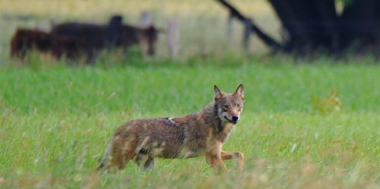 Ein spektakuläres Foto aus Lavesum: Der Recklinghäuser Naturfotograf Christian Henrich ist sicher, dass er einen echten Wolf vor der Kameralinse hatte. Die Wildtiere sind nachtaktiv und menschenscheu, Begegnungen am Tag sind äußerst selten.