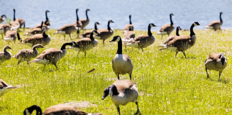Pro Jahr wachse der Bestand der Kanadagänse in NRW um rund drei Prozent, der Bestand der Nilgänse um sieben Prozent, teilte die nordrhein-westfälische Ornithologengesellschaft (NWO) mit.