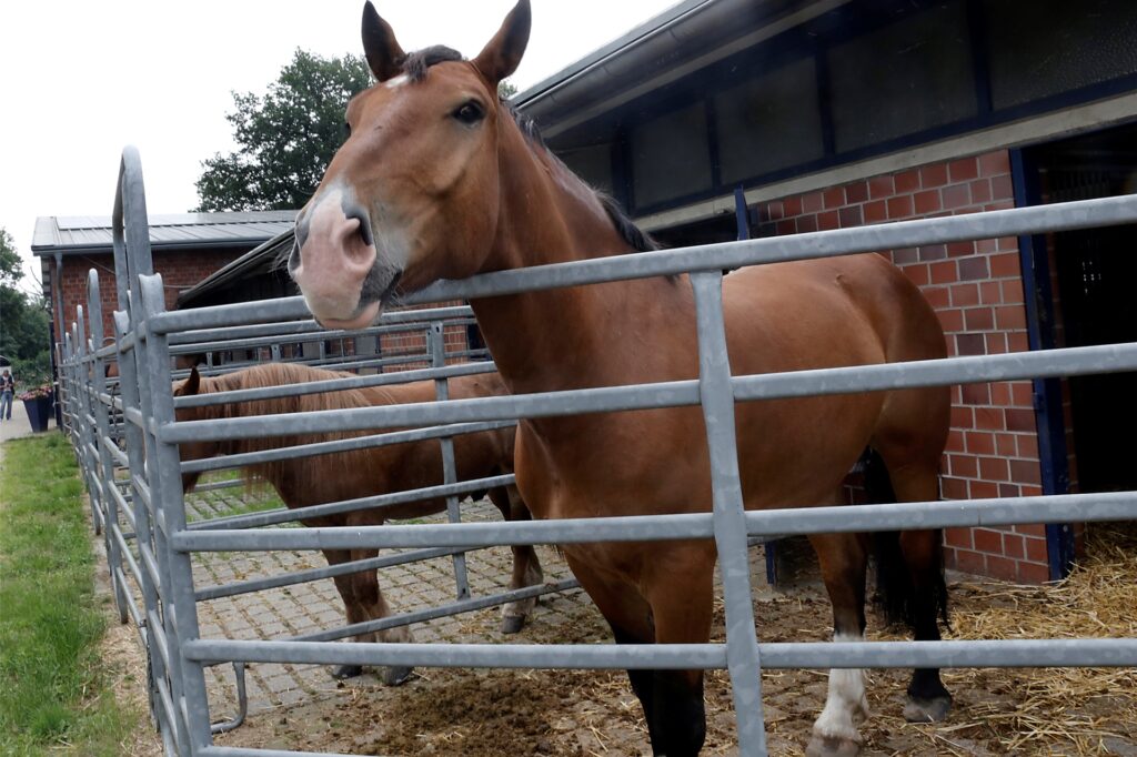 title attribut In den luftigen Stallungen bei Döring Quarter Horses fühlen sich auch die Gastpferde sichtlich wohl.