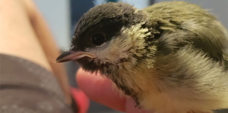 Enrico Baldassari hat einen Vogel gefunden, der am Jugendzentrum Nord aus dem Nest gefallen ist. Er hat ihn mit der Hand aufgezogen.