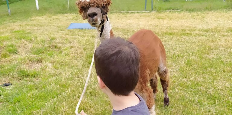 In einer Alpakazeit konnten Kinder die etwas ungewöhnlichen Bewohner des Hofes kennenlernen. Die Kinder lernen, was Alpakas fressen und wie man ein Alpaka führt.