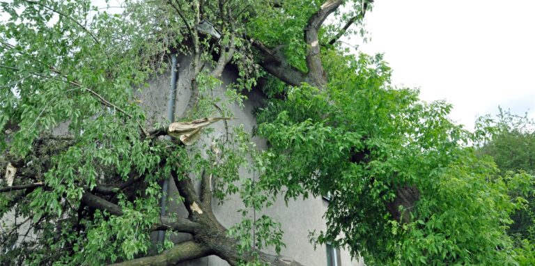 Ein Archivfoto von 2014 verdeutlicht, worum es geht. Bei Stürmen kann immer wieder mal ein Baum auf ein Haus stürzen.
