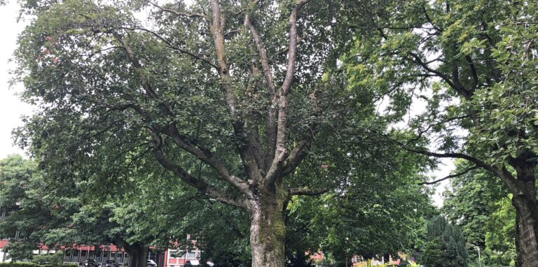 Der Baubetriebshof fällt zwei kranke Bäume im Galen-Park.