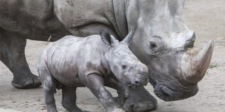 Nachdem Nashorn-Jungtier Willi im März überraschend verstorben ist, gibt es nun Neuigkeiten aus dem Nashorn-gehegt des Dortmunder Zoos.
