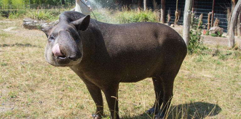 Tapir-Opa Kuni aus dem Dortmunder Zoo ist zwar Single, aber keineswegs einsam.