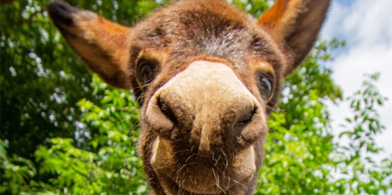 Der am 12. August im Zoo Dortmund geborene Hausesel verdankt seinen Namen einer für ihn besonders wichtigen Person.