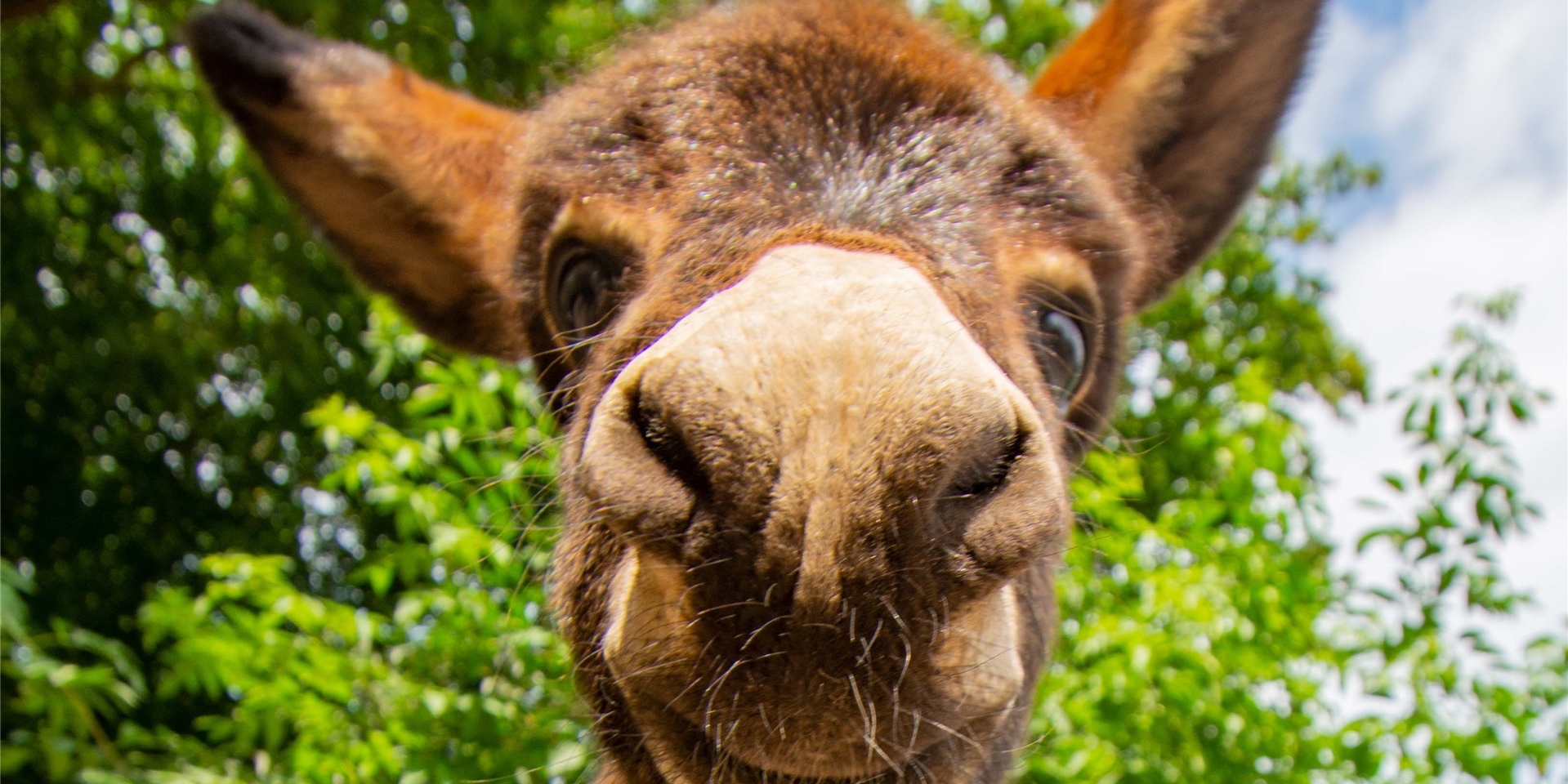 Der am 12. August im Zoo Dortmund geborene Hausesel verdankt seinen Namen einer für ihn besonders wichtigen Person.