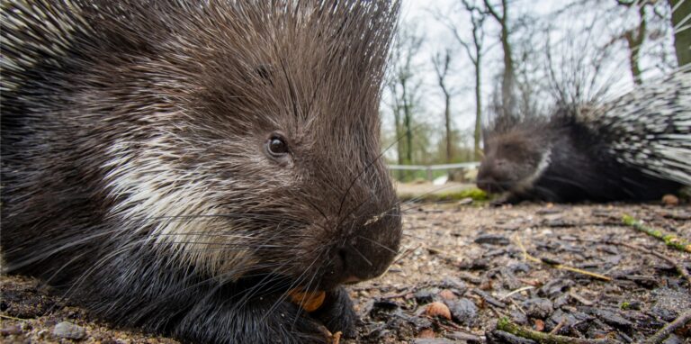 Die Stachelschweine Rita und Barry aus dem Dortmunder Zoo sind Freunde fürs Leben – aber eben nicht mehr.