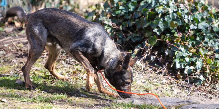 Spürhunde konnten den Aufenthaltsort von Bjarne W. eingrenzen.