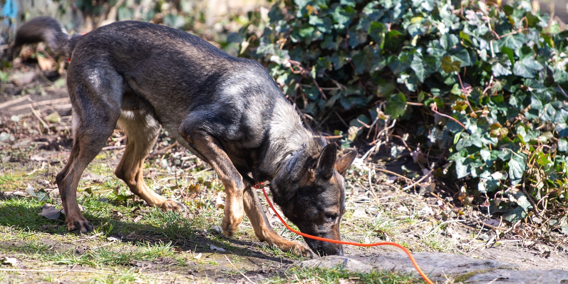 Spürhunde konnten den Aufenthaltsort von Bjarne W. eingrenzen.