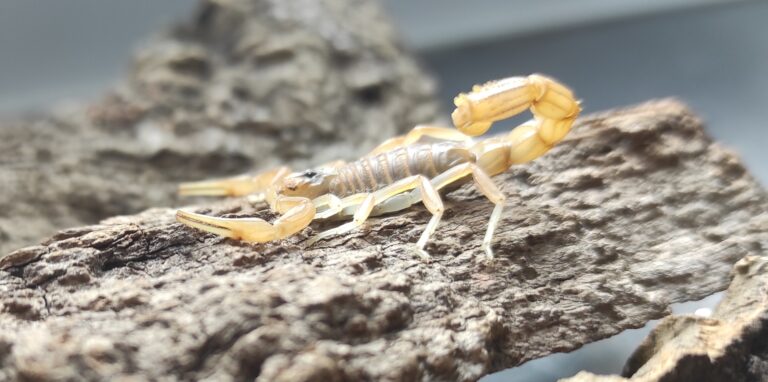 In einem Terrarium der Feuerwache sitzt ein Skorpion auf einem Stück Holz. Das Tier war zuvor in einem Blumenladen entdeckt und von der Feuerwehr abgeholt worden.