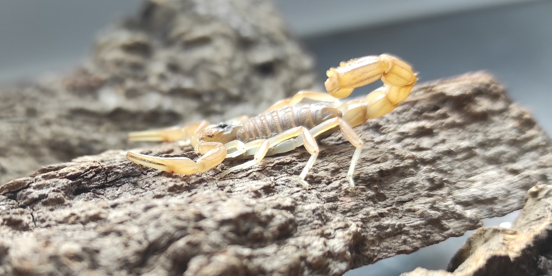 In einem Terrarium der Feuerwache sitzt ein Skorpion auf einem Stück Holz. Das Tier war zuvor in einem Blumenladen entdeckt und von der Feuerwehr abgeholt worden.