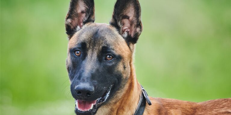 Der Hund hätte aufgrund einer Ordnungsverfügung der Stadt die Wohnung nur mit Maulkorb und an kurzer Leine verlassen dürfen. (Symbolbild)