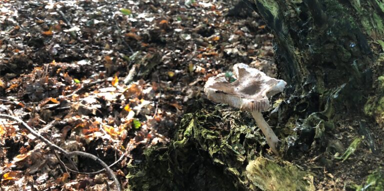 Pilzesammler gefährdenden Bestand der Pilze in der Üfter Mark und müssen deswegen mit hohen Strafen rechnen.