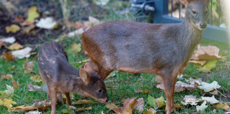 Pudu „Dulce“ steht neben seiner seiner Muter „Auryn“ (r) in einem Gehege im Kölner Zoo.