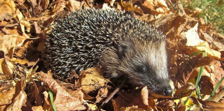 Auch junge Igel wurden bereits getötet oder schwer verletzt (Symbolbild).
