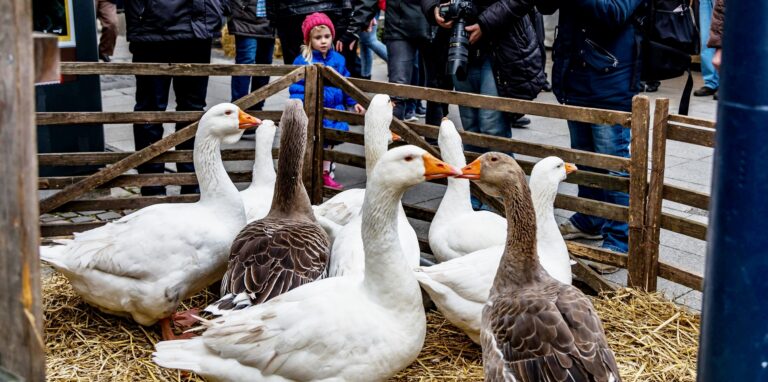 Die Gänse gehörten in vergangenen Jahren zu den beliebtesten Fotomotiven beim Dortmunder Hansemarkt.