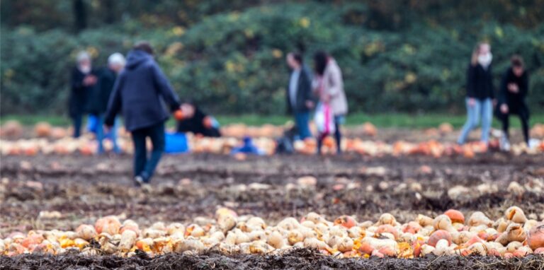 Passanten sammeln auf einem Acker Gemüse auf, das ein Landwirt „entsorgt“ hatte.