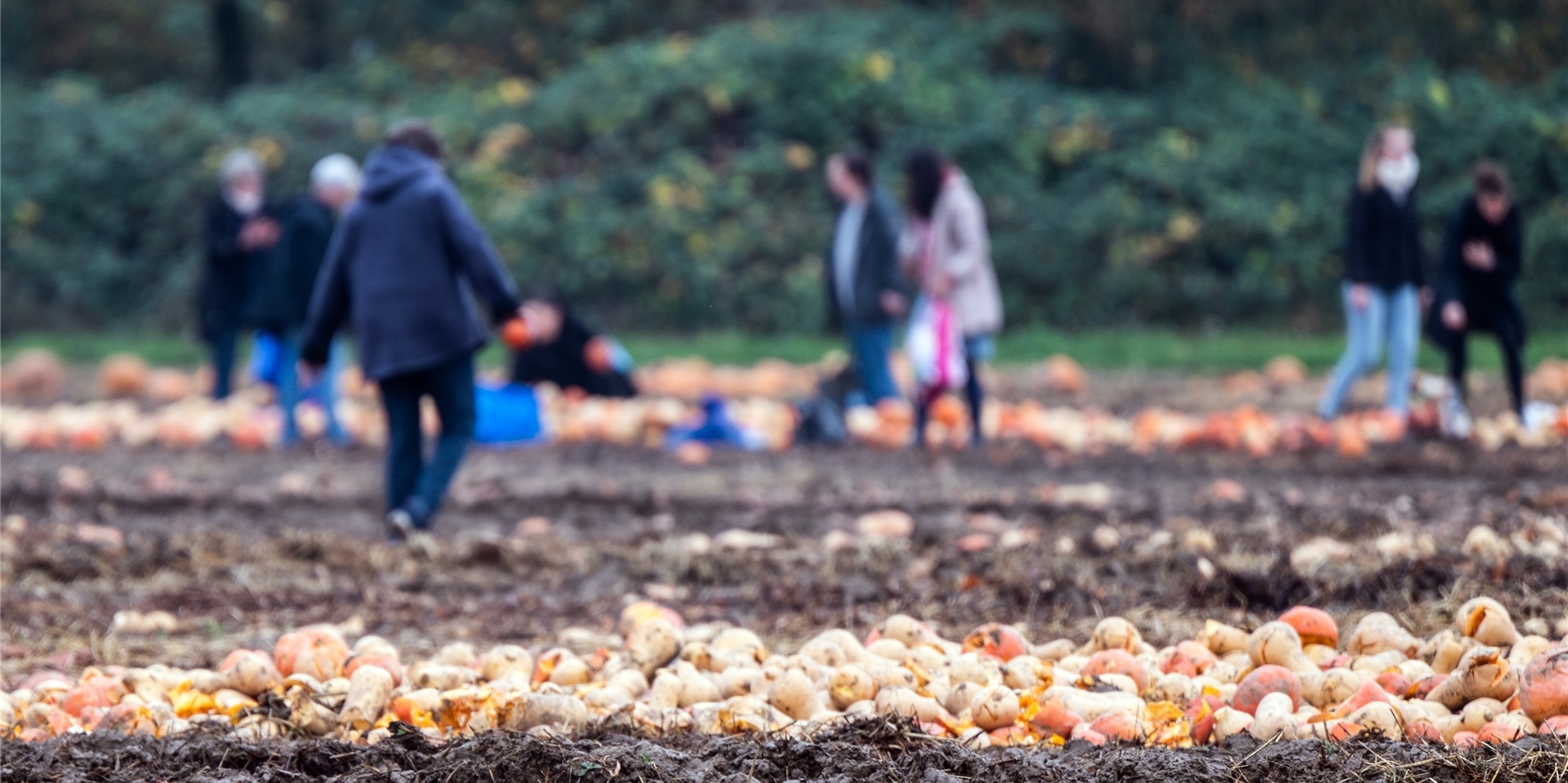 Passanten sammeln auf einem Acker Gemüse auf, das ein Landwirt „entsorgt“ hatte.