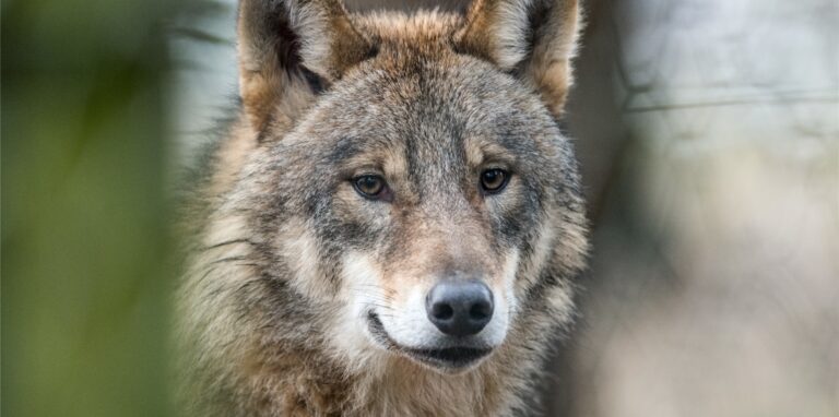 Ein junger männlicher Wolf ist erneut in Haltern nachgewiesen worden.