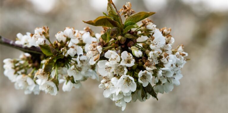 30 neue Obstbäume blühen in Zukunft in der Blumensiedlung.