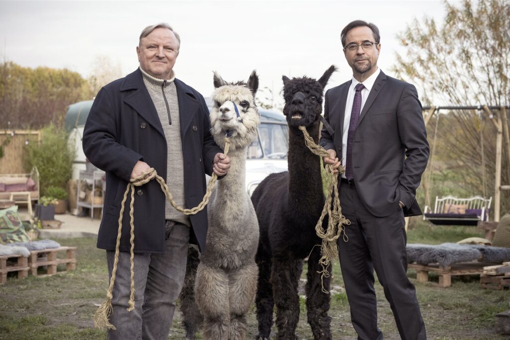 Kommissar Frank Thiel (Axel Prahl, l) und Prof. Karl-Friedrich Boerne (Jan Josef Liefers, r) mit zwei Alpakas in einer Szene aus „Tatort: Rhythm and Love“.