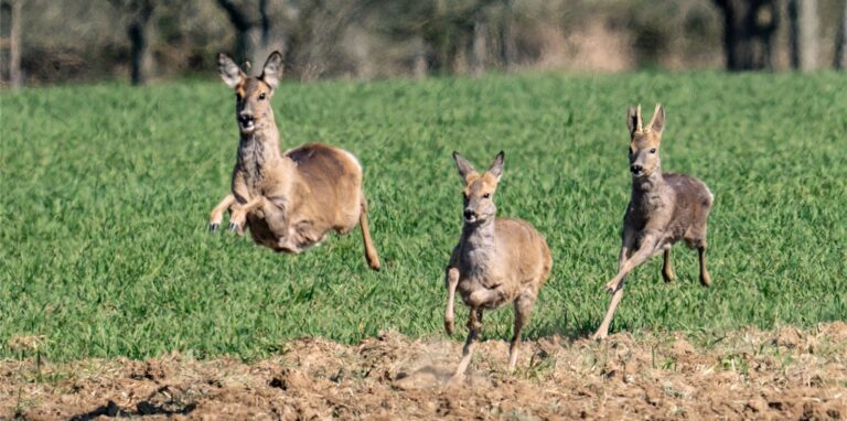 Zwei Rehe wurden im März 2013 in Oer-Erkenschwick angefahren und getötet.