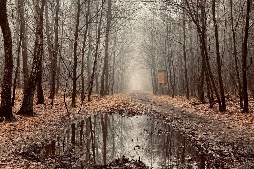 Sonia Lingner hat einen morastigen Waldweg in der Hohen Mark fotografiert.