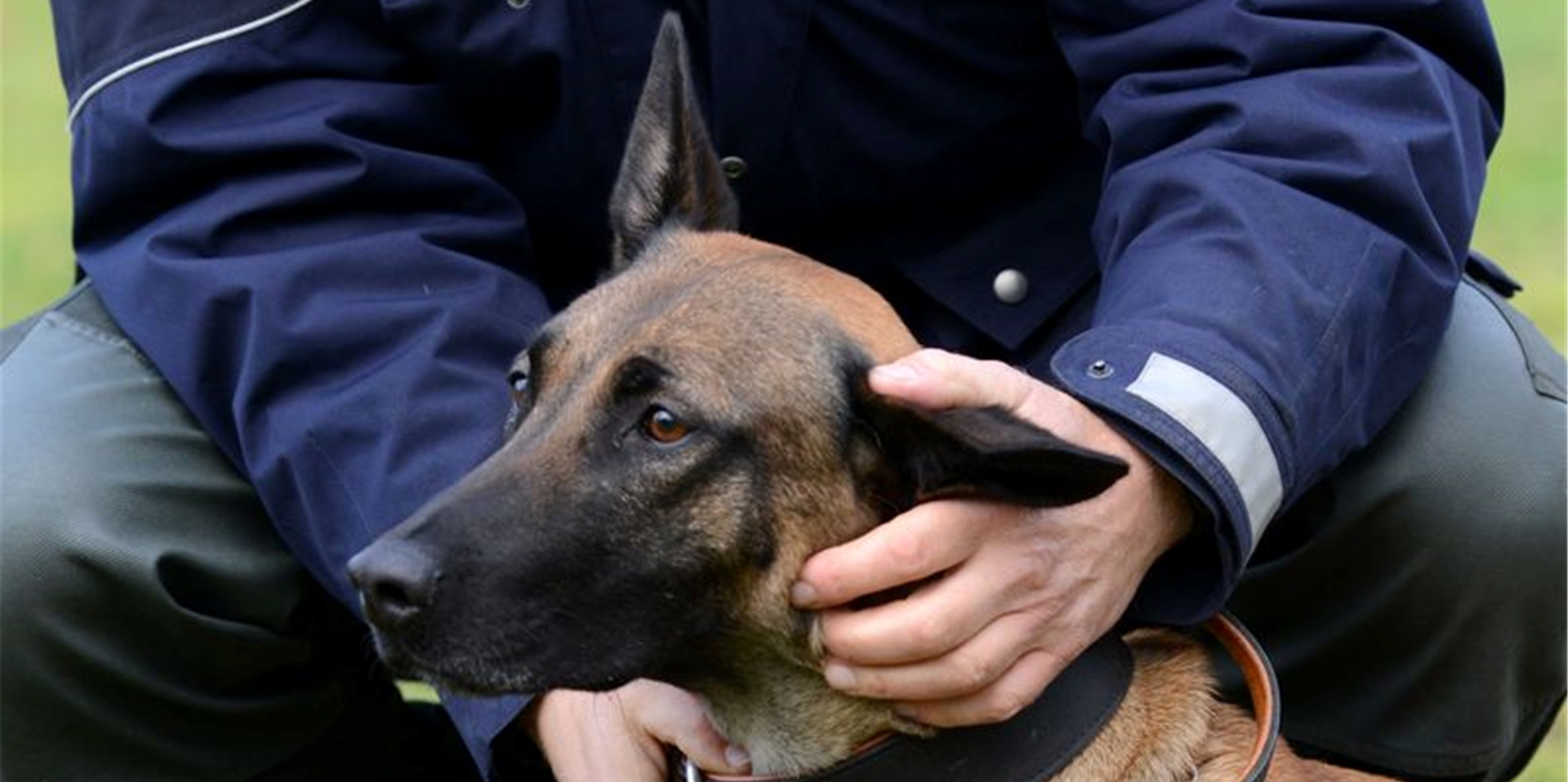 Archiv – Eine Polizeihündin wird von ihrem Hundeführer auf einer Wiese gelobt.
