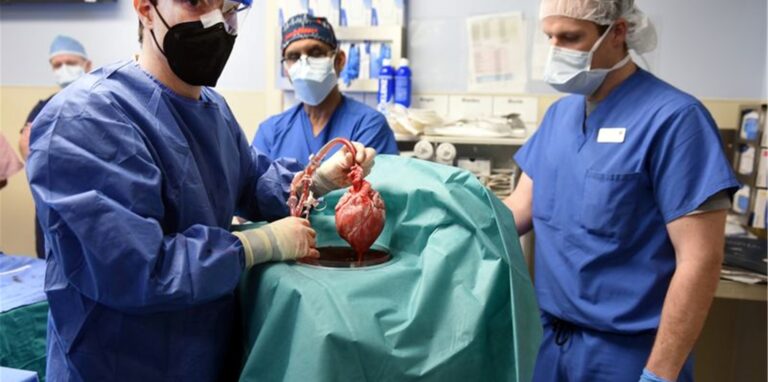 Das Organ sei einem 57-jährigen Mann mit einer lebensgefährlichen Herzkrankheit eingesetzt worden.