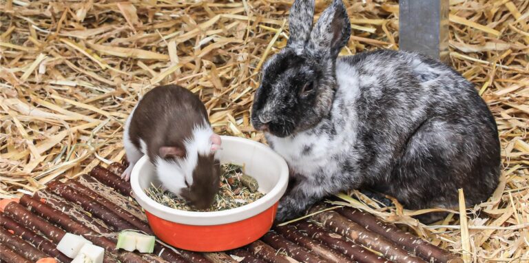 Meerschweinchen, Kaninchen und Co tummeln sich aktuell mehr als sonst in den Gehegen des Dortmunder Tierheims.